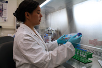 Jennifer uses a laminar flow hood, which provides a sterile environment, to care for cultured mast cells  used in her research.