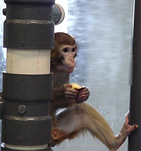 Snack time: rhesus nonhuman primate holding apple