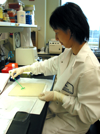 Peggy spreads a culture of cells on agar plates and places them in the incubator to grow until colonies appear.